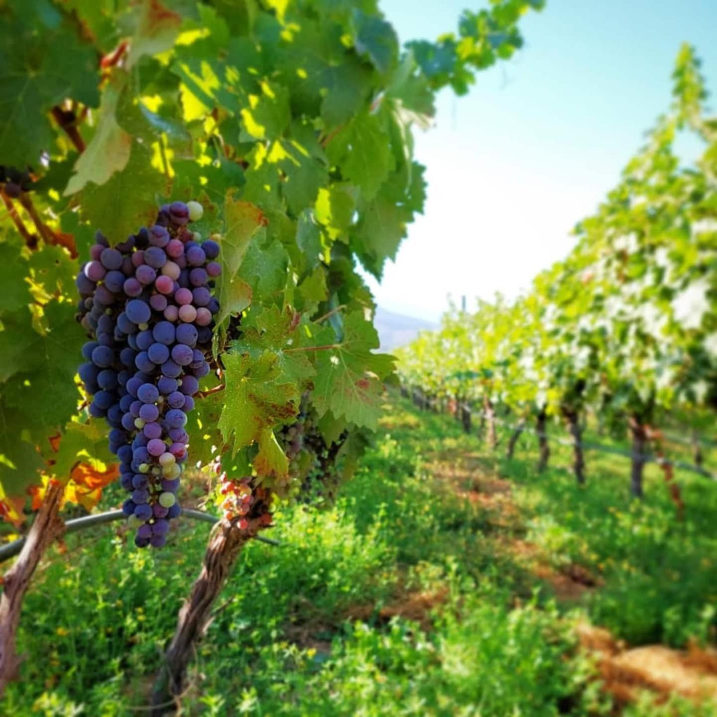 Vina Lof - Maipo Valley Bed & Breakfast In Winery Paine Εξωτερικό φωτογραφία